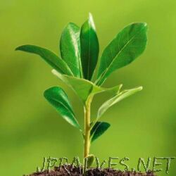 Ecology
