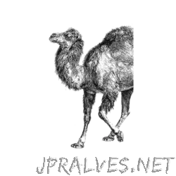 Perl
