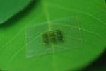 A new kind of wood chip: collaboration could lead to biodegradable computer chips
