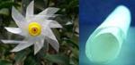 Light-emitting, transparent flexible paper developed in China