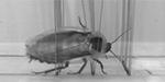 Cockroach-inspired robot uses body streamlining to negotiate obstacles
