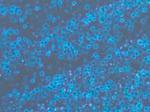 A Different Type of 2D Semiconductor