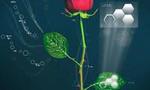 Team develops ‘electronic plants’