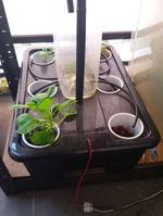 Small Indoor Hydroponic for $20