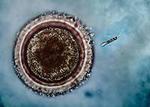 Cellular Cargo Delivery: Toward Assisted Fertilization by Sperm-Carrying Micromotors