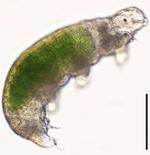 Recovery and reproduction of an Antarctic tardigrade retrieved from a moss sample frozen for over 30 years