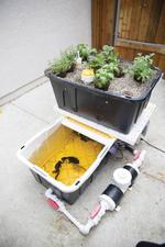 Build an Aquaponic Garden with Arduino