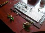 Musical trees