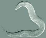 Team Prolongs ‘Young Adult’ State in Worms