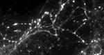 Study Finds Only a Small Portion of Synapses May Be Active During Neurotransmission