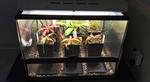 How to Build a Raspberry Pi Terrarium Controller