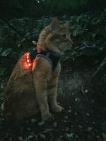 Make an LED Cat Harness