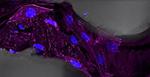 Graphene Flexes its Muscles in Boise State Study