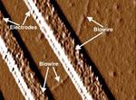 ‘Green’ Electronic Materials Produced with Synthetic Biology
