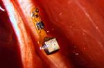Sprinkling of neural dust opens door to electroceuticals