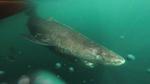 400-year-old Greenland shark ‘longest-living vertebrate’