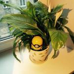 Robot Minion - Plant Watering Robot
