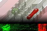Replicating the connection between muscles and nerves