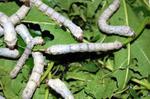 Silkworms Spin Super-Silk After Eating Carbon Nanotubes and Graphene