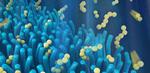 Next-generation smartphone battery inspired by the gut