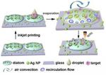 New ‘optofluidic’ technology taps power of diatoms to improve sensor performance