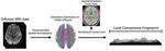 Researchers Develop Way To “Fingerprint” the Brain