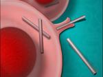 Human Cells Eat Nanowires