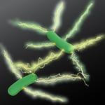 Microbiologists Make Big Leap in Developing ‘Green’ Electronics