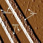 UMass researcher says all-natural ‘wire’ discovery could replace man-made electronic connectors