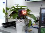 Plant Emoji