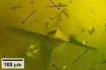 Toward all-solid lithium batteries
