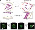 Shape-shifting molecular robots respond to DNA signals