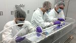 Yale’s Wright Lab will test new theory to solve a subatomic mystery