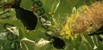 Caterpillar found to eat shopping bags, suggesting biodegradable solution to plastic pollution