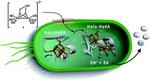 Important milestone in quest for hydrogen production using photosynthesis