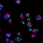 Deep Learning Helps Scientists Keep Track of Cell’s Inner Parts