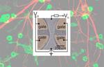 Quantum dot transistor simulates functions of neurons