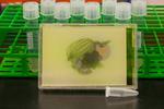 Bacteria with multicolor vision