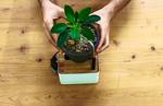 Self-Watering Plant Stand + Amazon Echo Made With MESH IoT Blocks