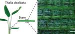 Plant inspiration could lead to flexible electronics