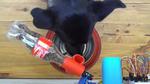 How to Make a IoT Pet Feeder