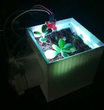Self Watering Planter