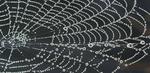Green method developed for making artificial spider silk