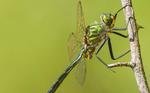 Dragonflies can predict the path of their prey