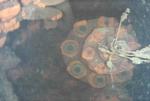 Swimming robot probes Fukushima reactor to find melted fuel