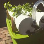 Herboponic- a Hydroponic Herb Garden