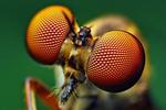 Insect eyes inspire new solar cell design by Stanford researchers