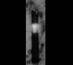 Nanoscale chip system measures light from a single bacterial cell to enable portable chemical detection