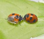 Unfolding the folding mechanism of ladybug wings