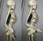 One Step Closer to Lifelike Robots